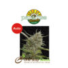 Auto Whiteberry by Paradise Seeds at one stop seeds Scotland Glasgow