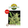 Automaria II by Paradise Seeds at one stop seeds Scotland Glasgow