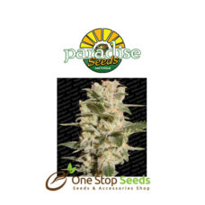 Belladonna by Paradise Seeds at one stop seeds and accessories Scotland Glasgow