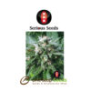 Biddy Early serious seeds Available from one stop seeds and accessories Glasgow Scotland