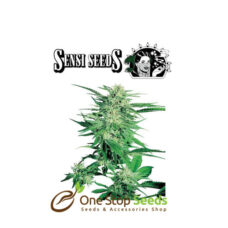 Afghani #1 by sensi seeds at one stop seeds and accessories Scotland Glasgow