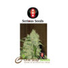 Bubble Gum serious seeds Available from one stop seeds and accessories Glasgow Scotland