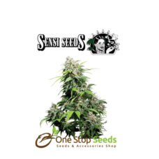 California Indica Regular by sensi seeds by sensi seeds at one stop seeds and accessories Scotland Glasgow