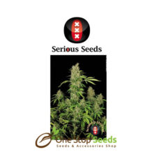 CBD-Chronic by serious seeds Available from one stop seeds and accessories Glasgow Scotland