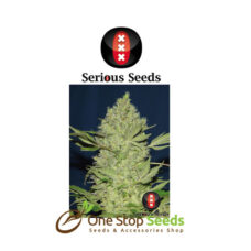 Chronic serious seeds Available from one stop seeds and accessories Glasgow Scotland