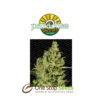 Delahaze by Paradise Seeds at one stop seeds and accessories Scotland Glasgow