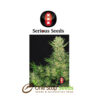Double Dutch serious seeds Available from one stop seeds and accessories Glasgow Scotland