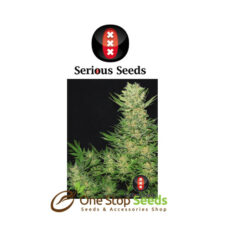 Double Dutch serious seeds Available from one stop seeds and accessories Glasgow Scotland