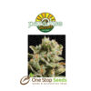 Dutch Dragon by Paradise Seeds at one stop seeds and accessories Scotland Glasgow