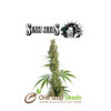 California Indica Regular by sensi seeds available at one stop seeds and accessories Glasgow Scotland