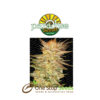 Ice Cream by Paradise Seeds at one stop seeds and accessories Scotland Glasgow