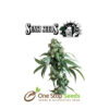 Jack Flash #5 feminized by sensi seeds at one stop seeds and accessories Scotland Glasgow