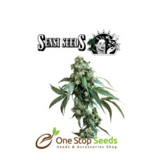 Jack Flash #5 feminized by sensi seeds at one stop seeds and accessories Scotland Glasgow