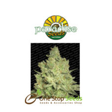 Jacky White by Paradise Seeds at one stop seeds and accessories Scotland Glasgow