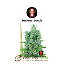 Kali Mist serious seeds Available from one stop seeds and accessories Glasgow Scotland