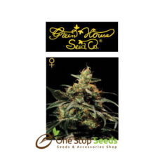 King's Kush from Greenhouse Seeds at one stop seeds Scotland Glasgow