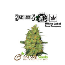 Master Kush available at one stop seeds and accessories Glasgow Scotland