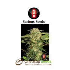 Motavation serious seeds Available from one stop seeds and accessories Glasgow Scotland