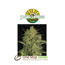 Nebula II CBD by Paradise Seeds at one stop seeds and accessories Scotland Glasgow