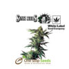 Northern Lights feminized by sensi seeds by sensi seeds at one stop seeds and accessories Scotland Glasgow