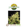 by Paradise Seeds at one stop seeds and accessories Scotland Glasgow