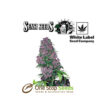 Purple Bud femanised by sensi seeds available at one stop seeds and accessories Glasgow Scotland