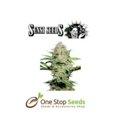 Sensi Skunk Automatic by sensi seeds at one stop seeds and accessories Scotland Glasgow