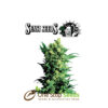 Shiva Shanti 2® Regular by sensi seeds by sensi seeds at one stop seeds and accessories Scotland Glasgow