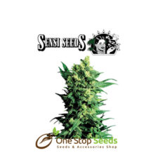 Shiva Shanti 2® Regular by sensi seeds by sensi seeds at one stop seeds and accessories Scotland Glasgow