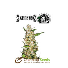 feminized Skunk #1 Automatic by sensi seeds at one stop seeds and accessories Scotland Glasgow