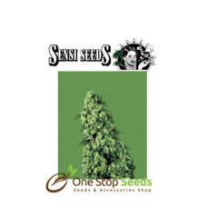 Skunk #1by sensi seeds available at one stop seeds and accessories Glasgow Scotland