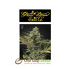Super Lemon Haze Auto CBD Seeds at one stop seeds Scotland Glasgow