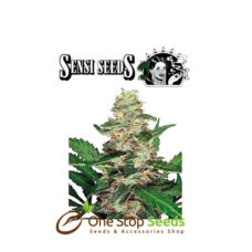 Super Skunk Automatic by sensi seeds at one stop seeds and accessories Scotland Glasgow