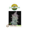 Vertigo by Paradise Seeds at one stop seeds and accessories Scotland Glasgow