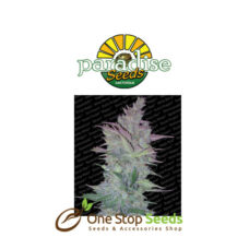 Vertigo by Paradise Seeds at one stop seeds and accessories Scotland Glasgow