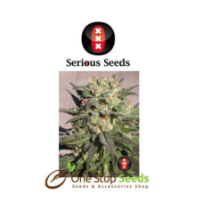 Warlock serious seeds Available from one stop seeds and accessories Glasgow Scotland