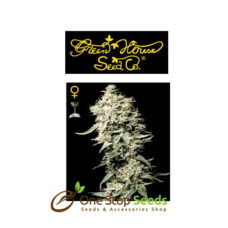 White Rhino from Greenhouse Seeds at one stop seeds Scotland Glasgow