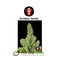 White Russian serious seeds Available from one stop seeds and accessories Glasgow Scotland