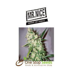 Mr Nice Nordle at one stop seeds and accessories Scotland Glasgow