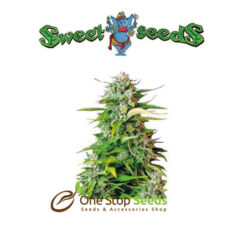 Auto Jack 47 Feminized at one stop seeds Scotland Glasgow