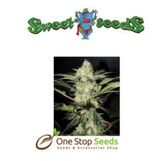 Auto Sweet Afghani Delicious Feminised at one stop seeds Scotland Glasgow
