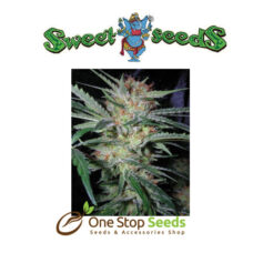 Cream Caramel Feminised at one stop seeds Scotland Glasgow