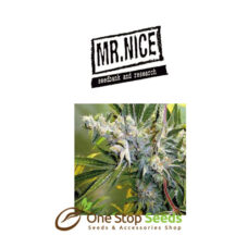 Mr Nice Critical Haze at one stop seeds and accessories Scotland Glasgow