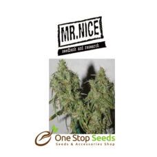 Mr Nice Dreamtime at one stop seeds Scotland Glasgow