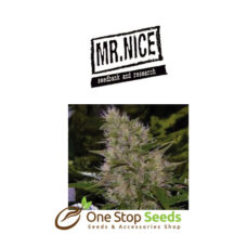 Mr Nice Early Queen at one stop seeds Scotland Glasgow