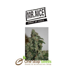 Mr Nice G13 x Haze at one stop seeds and accessories Scotland Glasgow