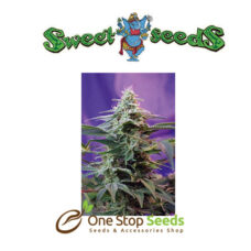 Jack 47 (F1 Fast Family) at one stop seeds Scotland Glasgow