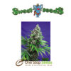 Killer Kush Fast Version Feminised at one stop seeds Scotland Glasgow