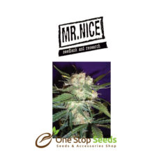 Mr Nice Mango Haze at one stop seeds and acssesorries Scotland Glasgow