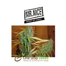 Mr Nice Angel Heart at one stop seeds and accessories Scotland Glasgow